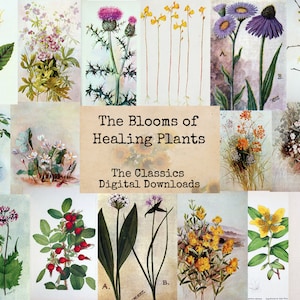 Fleurs de plantes médicinales - classiques numériques éphémères, images numériques, oeuvre d&#39;art vintage, téléchargement immédiat, collage numérique, oeuvre d&#39;art éphémère