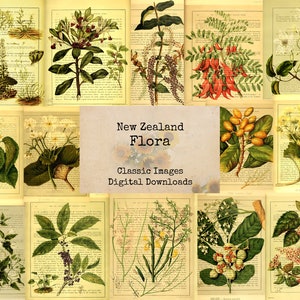 New Zealand Flora - Printable Images, Vintage Art, Instant Download, Digital Collage, Ephemera, Antique Art, Book Pages