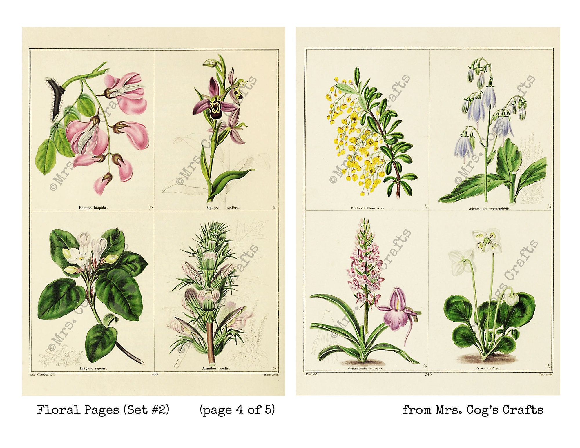 Floral Pages Set #2 - Large Images, Printable Images, Instant Download ...