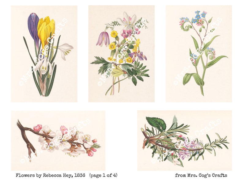 1836 Printable Images Flowers by Rebecca Hey Digital Ephemera Vintage Art Book Pages Digital Collage Instant Download