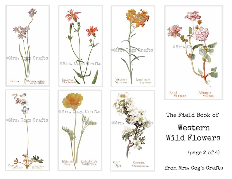 The Field Book of Western Wild Flowers Digital Ephemera - Etsy