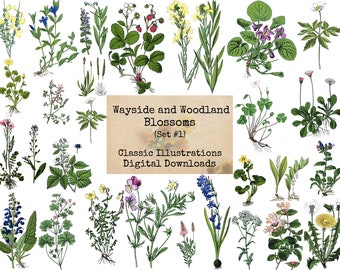 Wayside and Woodland Blossoms, Set #1 - Digital Ephemera Classics, Digital Images, Vintage Art, Digital Collage, Art Ephemera