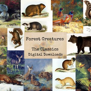 Puede incluir: Un collage de ilustraciones vintage con varias criaturas del bosque, incluyendo un zorro, una ardilla, un oso, un ciervo, un conejo y un faisán. El título "Forest Creatures: The Classics Digital Downloads" se muestra en el centro del collage.