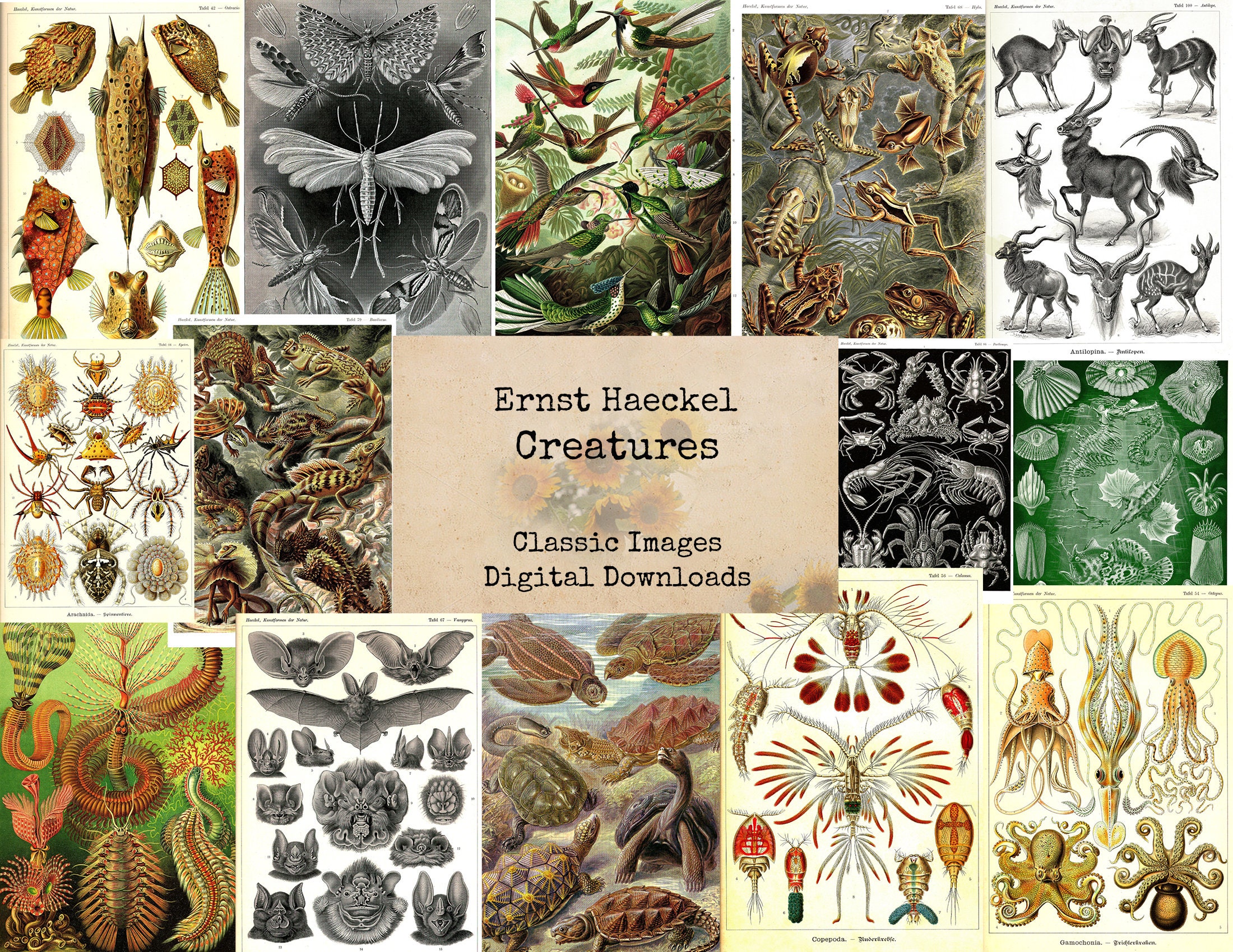 Creatures by Ernst Haeckel - Printable Images, Ephemera Classics ...