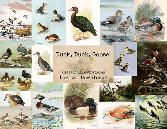  Duck Scrapbook Paper: Duck Duck Goose Scrapbooking
