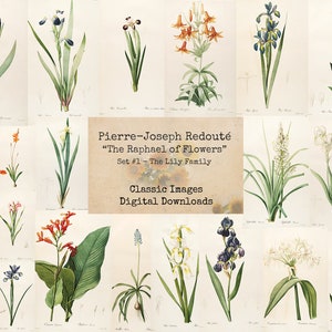 Redouté Set #1 - The Lily Family, Pierre-Joseph Redouté, Printable Images, Vintage Art, Instant Download, Digital Collage, Book Pages