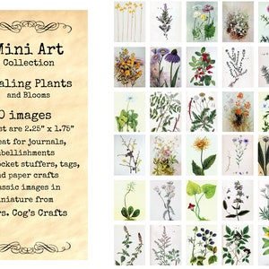 Mini Art  - Healing Plants , Printable Images, Digital Download, Miniature Images, Collage Sheet, Ephemera, Vintage Images, Embellishments
