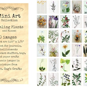 Mini Art  - Healing Plants , Printable Images, Digital Download, Miniature Images, Collage Sheet, Ephemera, Vintage Images, Embellishments