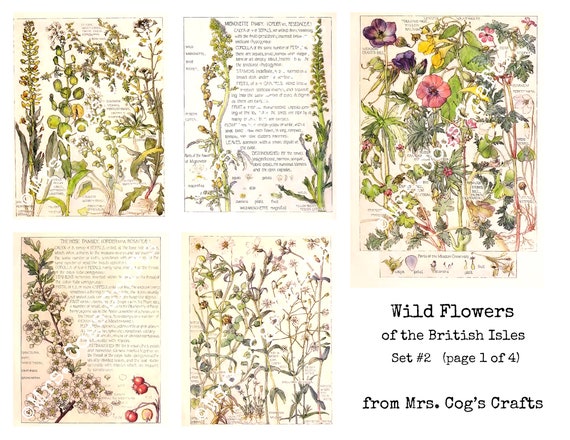 1836 Printable Images Flowers by Rebecca Hey Digital Ephemera Vintage Art Book Pages Digital Collage Instant Download