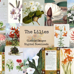 The Lilies - Digital Ephemera Classics, Digital Images, vintage Art, Instant Download, Digital Collage, Art Ephemera, Botanical Art