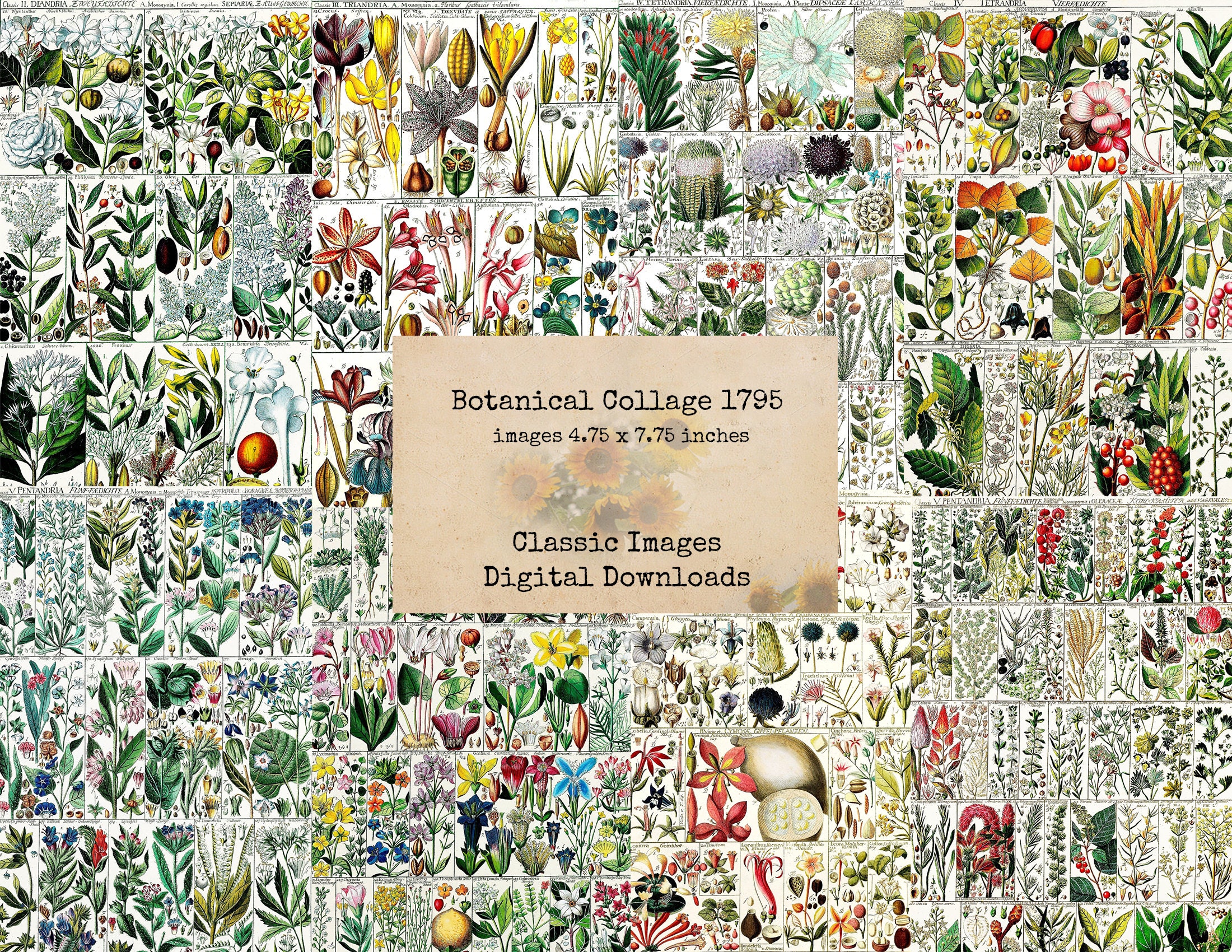 Botanical Collage 1795 - 4.75 X 7.75 Inches, Digital Ephemera ...