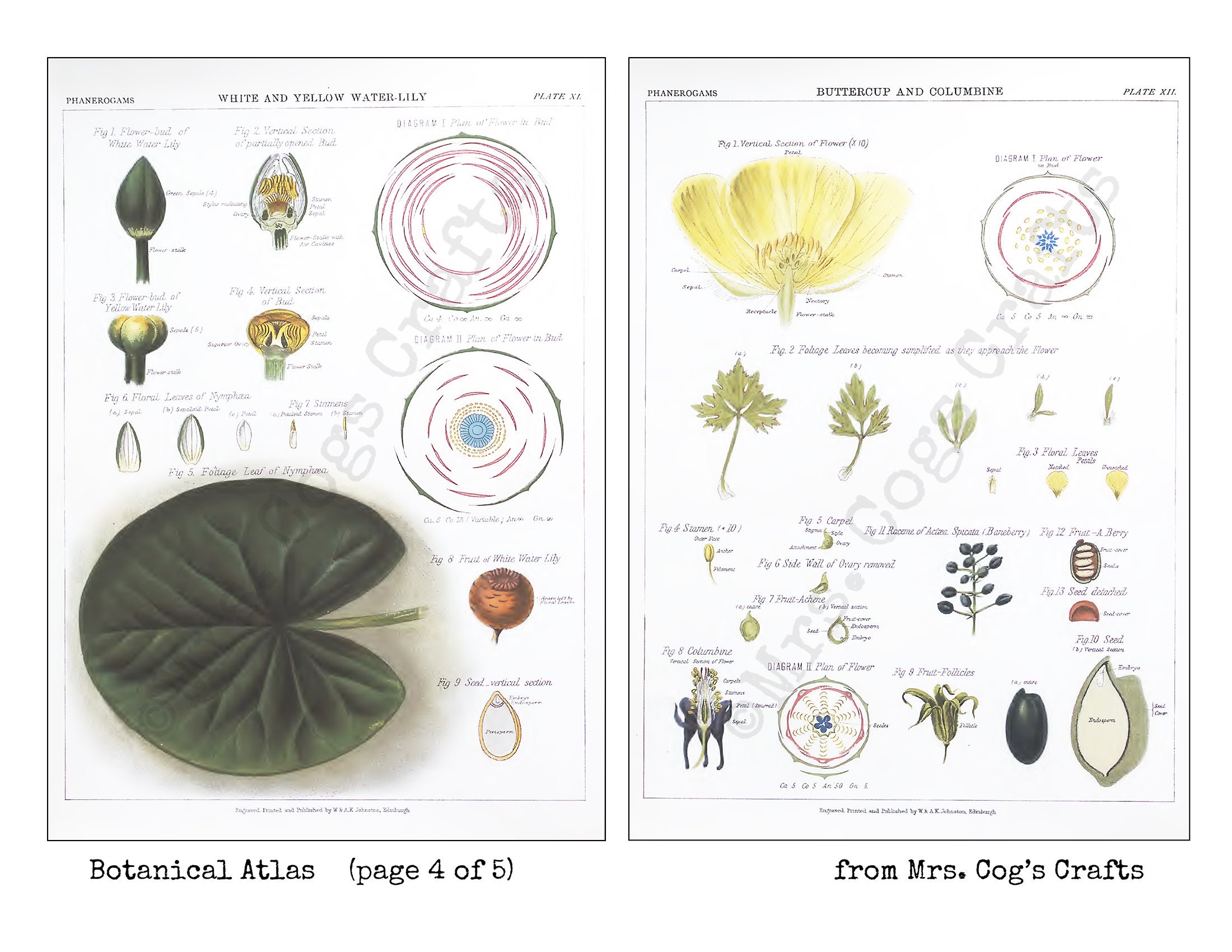 Botanical Atlas 1883 5x7 Images 5x7 Inches - Etsy