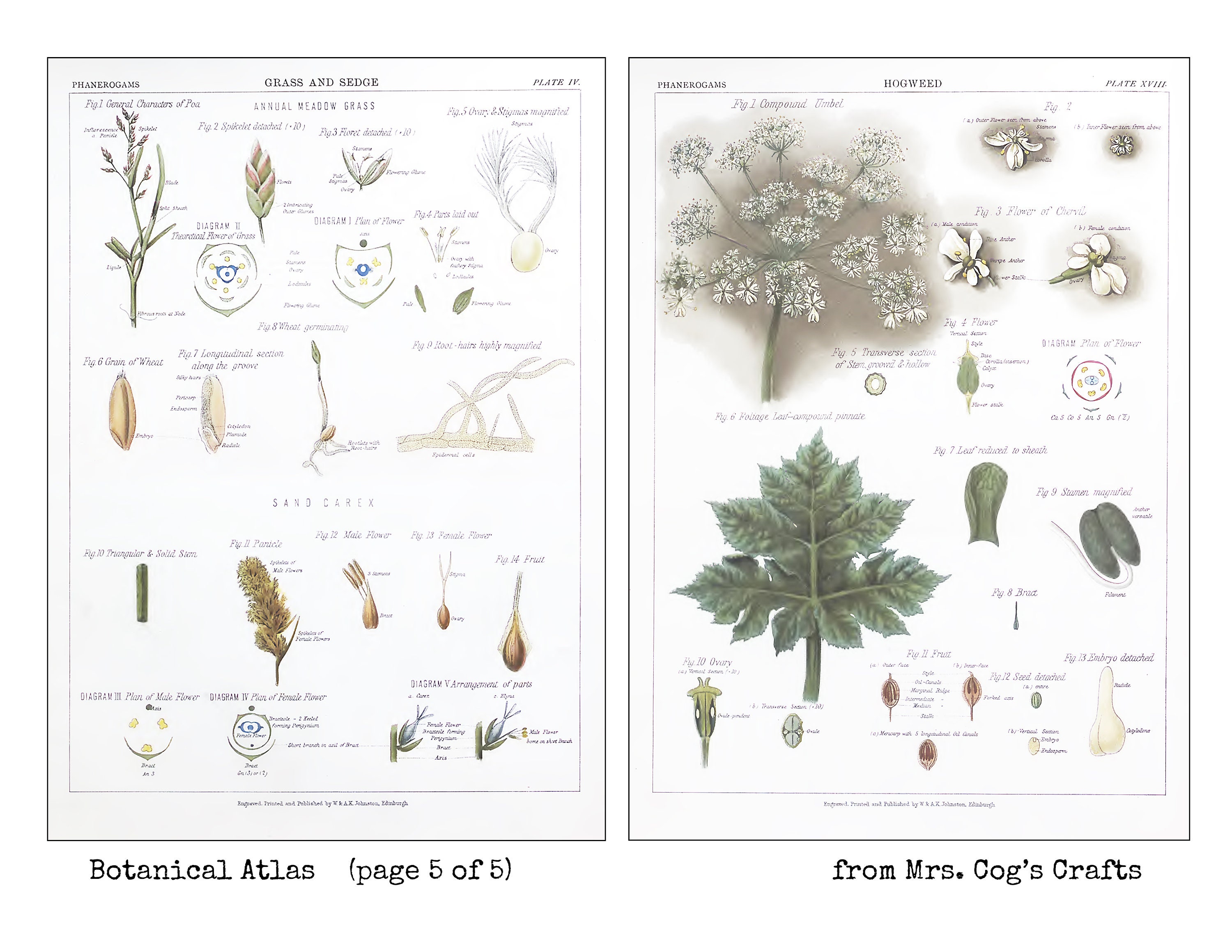 Botanical Atlas 1883 5x7 Images 5x7 Inches - Etsy
