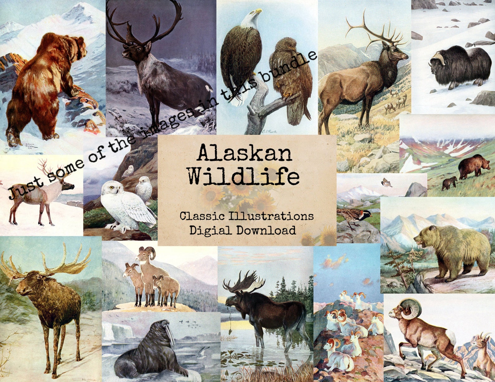 Vintage Animals Image Bundle Printable Images Instant - Etsy