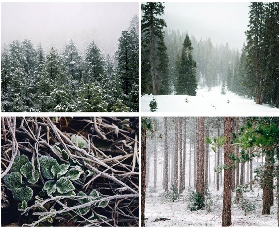 Winterwald Fotos Wald Prints Winter Print Set Etsy