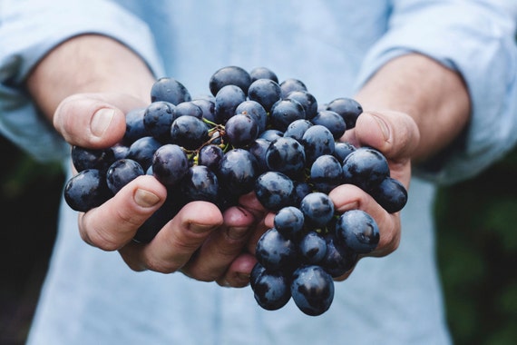 Káº¿t quáº£ hÃ¬nh áº£nh cho grape photography