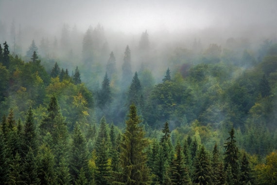 Misty Forest Forest Forest Photo Forest Landscape Etsy