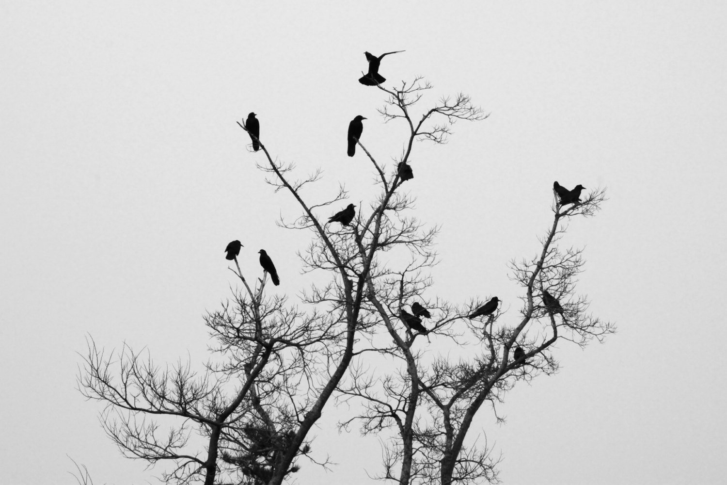 Crows Tree Crows Photo Tree Photo Black Amp Ref Shop Items Search 3
