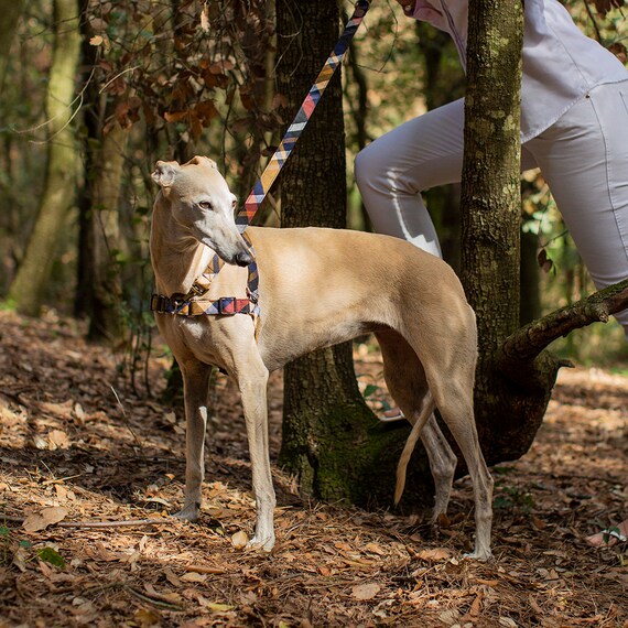 Harnais anti-traction pour chien Système Norvégien carrés