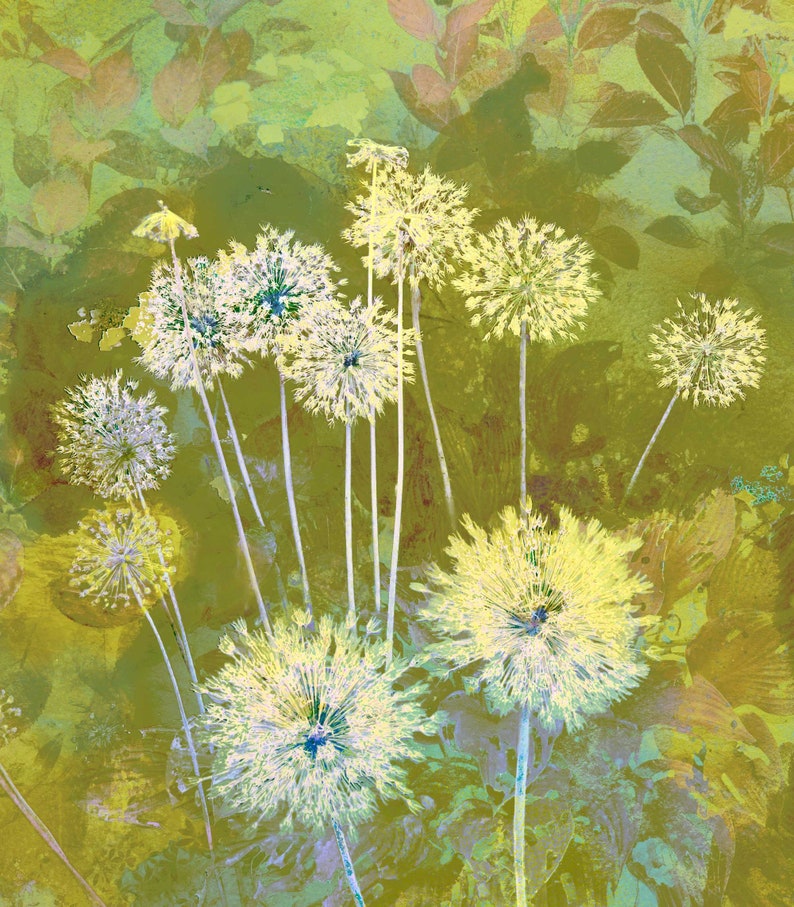 The Bright Day Contemporary Botanical Print of Alliums in greens image 2