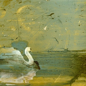 Swan on the Avon, river, swan, nature print, elegant interiors