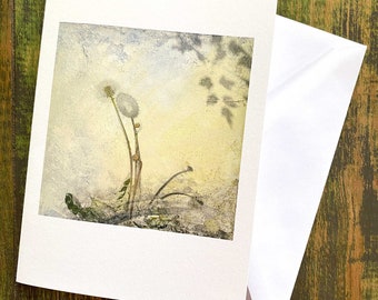 Dandelion (For Dürer)  Fine Art Cards | Sets of 6 cards | Frameable as Mini Prints