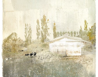 The Lombardy Cows,limited edition archival pigment print