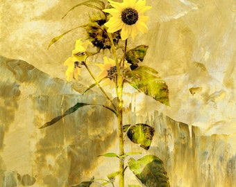October Sunflower | Mini Print, botanical print