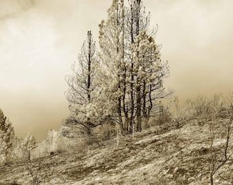 Pine Ridge, limited edition fine art print, sepia duotone, nature photography