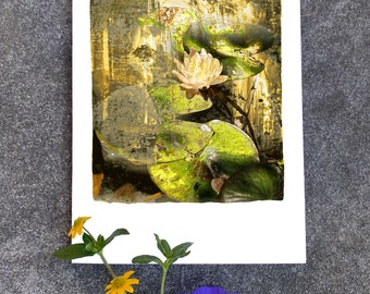 Summer Story at the Pond | Fine Art Cards | Sets of 6 cards | Botanical Fine Art Lily Poppy Ferns
