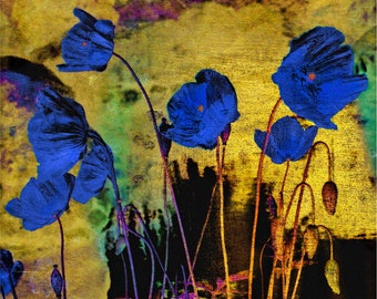 Blue Poppies for Redon, limited edition fine art print