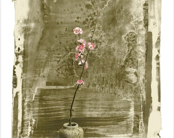 Quince Blossom in Snow | old style, botanical print, Victorian, sepia tint, modern vintage print