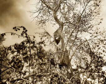One Tree, limited edition fine art print, sepia duotone, nature photography