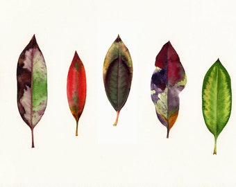Botanical Watercolor Print, leaves, specimen study, watercolor art