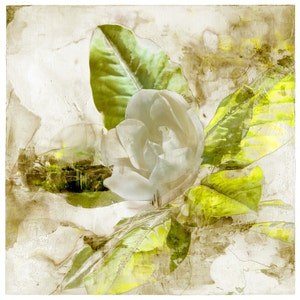 Magnolia Eva, botanical print, flower art, limited edition, fine art print, affordable art, green, modern art, contemporary print,wall decor