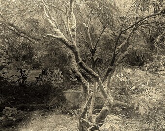 The Edge of the Forest, Woodsman Forest,Langley, Whidbey Island, sepia print