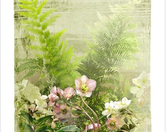 Hellebore in Spring Contemporary Botanical Print