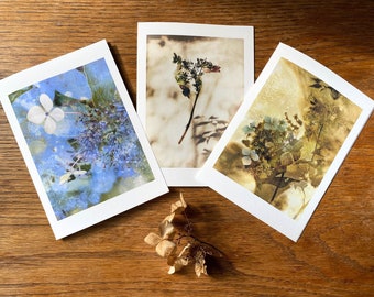 The Hydrangea in Autumn | Botanical greeting cards, Frameable as Mini Prints, autumn garden