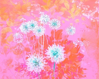 Alliums for Andy Contemporary Botanical Print in hot pink