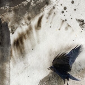 Kerasu, Raven in Flight Mixed Media Photography