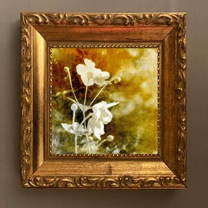 Of The Afternoon Floral Art Fine Art Cards Sets of 6 cards Frameable as Mini Prints image 6