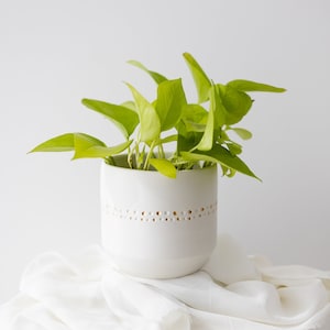 Op de afbeelding: Een witte keramische pot met een gouden gestippelde band rond het midden, met daarin een groene potplant met lichtgroene bladeren.