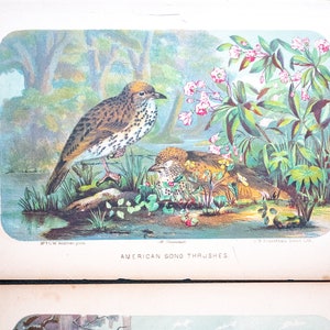 Two C. W. Webber Bird Prints (Circa 1855) American Song Thrushes & Great Cinereous Shrike /Painted Finch - Vintage chromo-litho prints