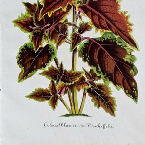 Coleus Blumei (1862) Original Botanical Print from Illustrirte Garten-Zeitung Magazine