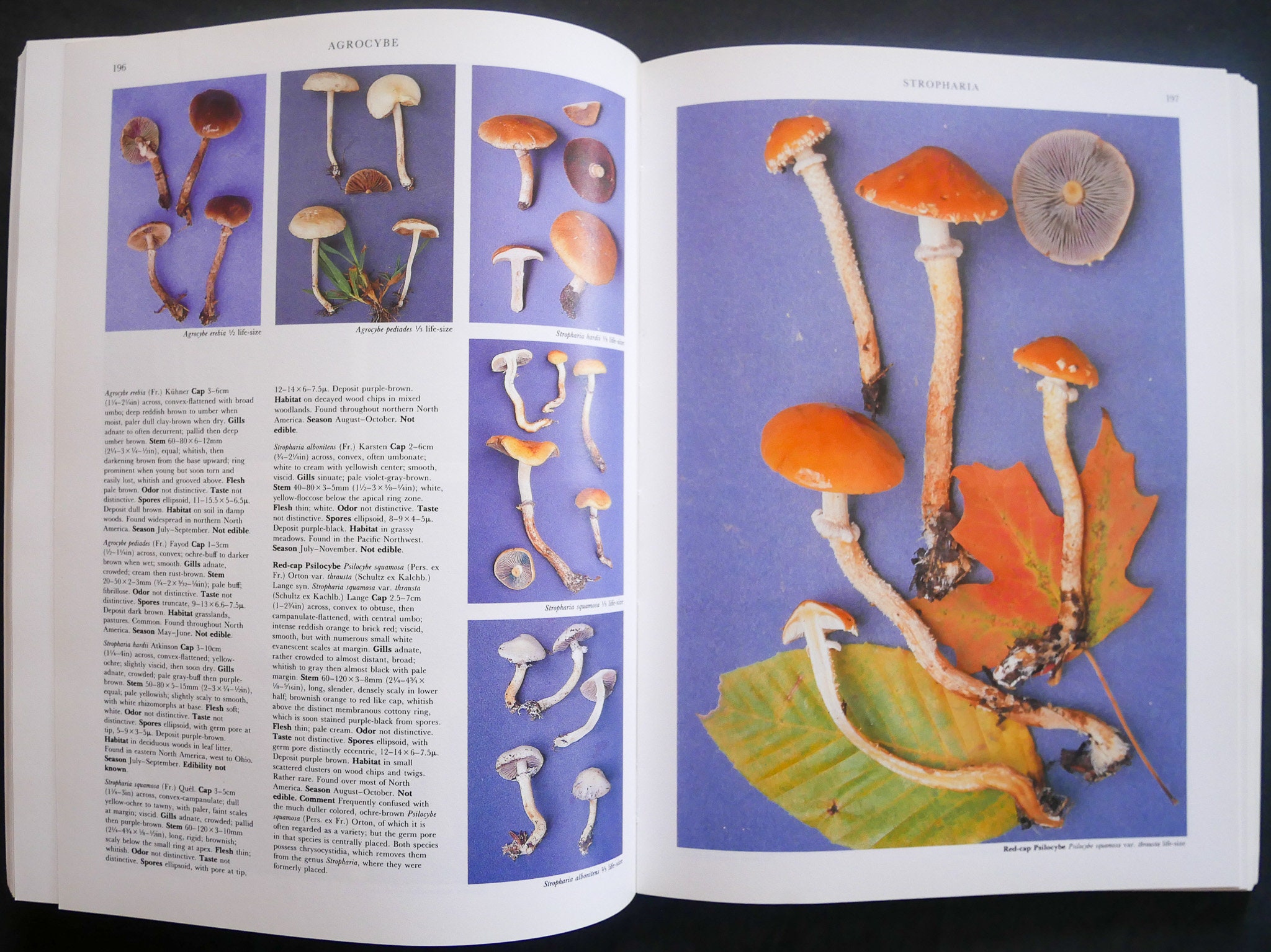 Mushrooms of North America (1991) by Roger Phillips - the Ultimate