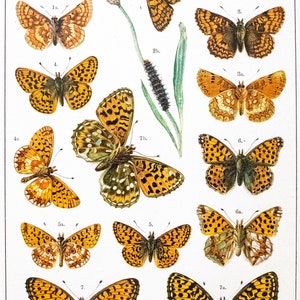 Butterflies (1895) Plate IX from British and European Moths- chromo-lithographic illustration H. Deuchert and S. Slocombe