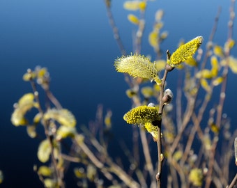 Glory to Ukraine - Spring in Ukraine - Ukrainian seller Shop - Desktop Wallpaper 1920×1080