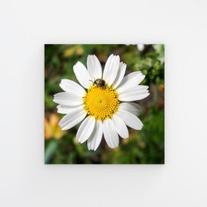 Square Magic Field Summer Grass - Chamomile Flower with Bug - Macro