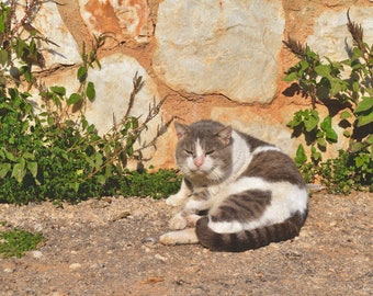 Geïrriteerde Athens Cat