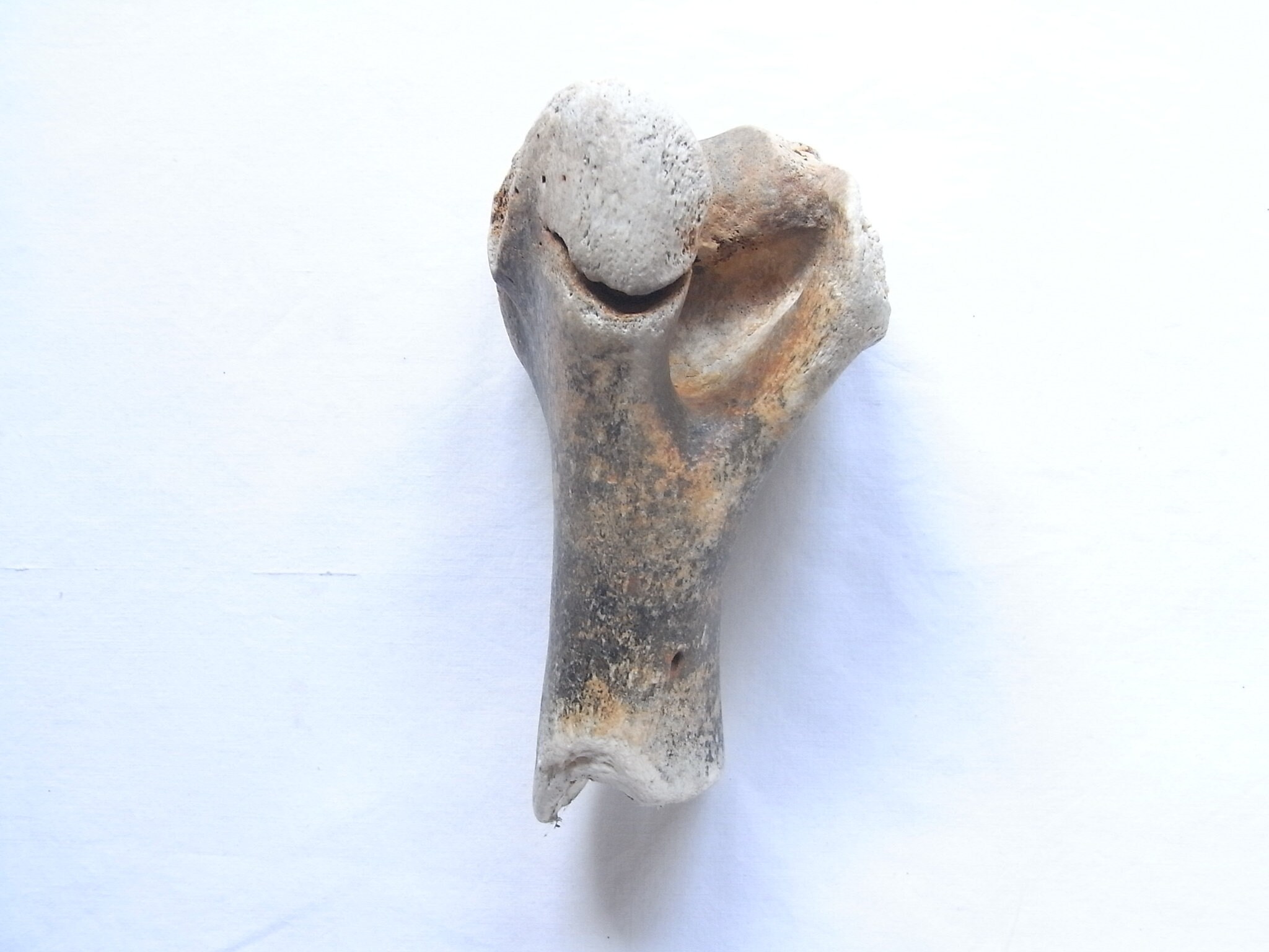 Bone Vintage Antique Bovine Cow Bone Very Special Bone of Etsy Hong Kong